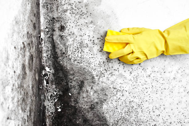 Best Crawl Space Mold Remediation in South Yarmouth, MA
