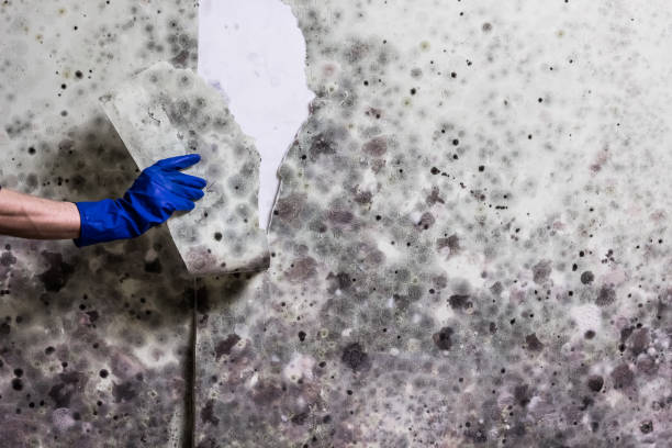 South Yarmouth, MA Mold Remediation Company